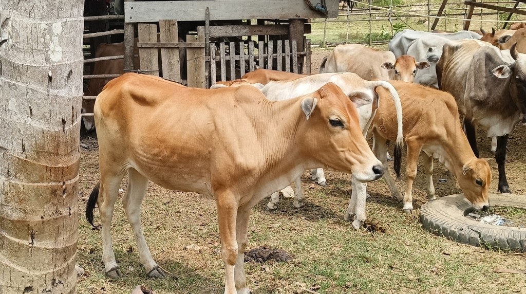 Peternakan Sapi